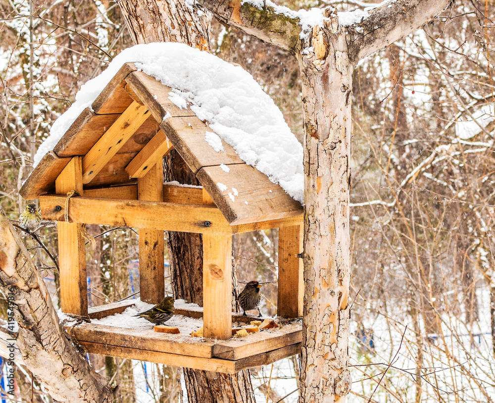 Little forest birds sit in a wooden feeder on a snowy winter day. Feeding the birds in the winter. Little forest birds sit in a wooden feeder on a snowy winter day. Feeding the birds in the winter.