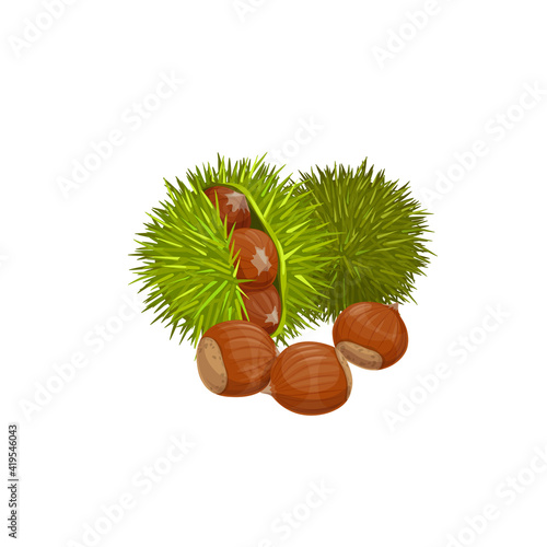 Chestnuts isolated healthy snack. Vector edible raw roasted sweet chestnut Castanea sativa, peeled green spines shell with healthy organic nuts. Edible asian or american chestnuts, protein super food