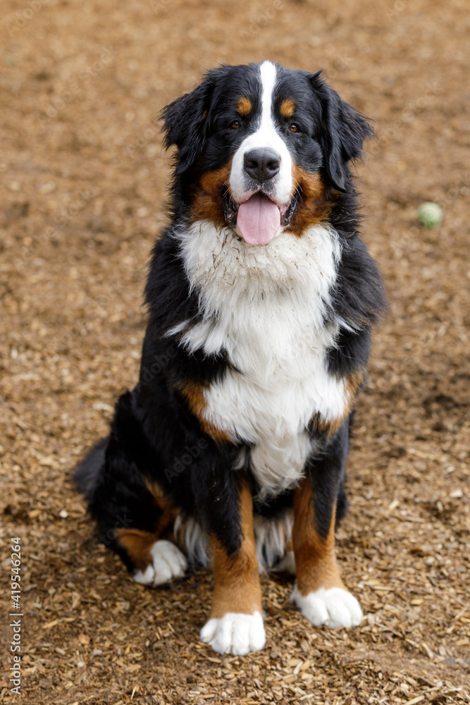 1-Year-Old Bernese Mountain Dog Male Puppy Sitting and Panting  with Tongue Sticking Out. Off-leash dog park in Northern California.