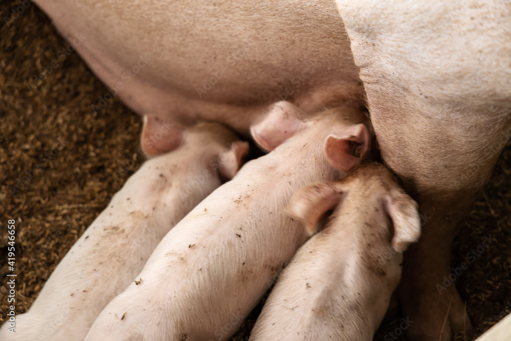 Soft focus of newborn piglets feeding from mother pig in organic farm Soft focus of newborn piglets feeding from mother pig in organic farm