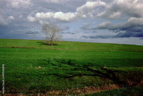A solitary tree in the middle of a lush green Spring pasture with an angled tree shadow in the foreground and rolling clouds dotting the sky in the background. Near Rocheport, Missouri USA, 1992. photo