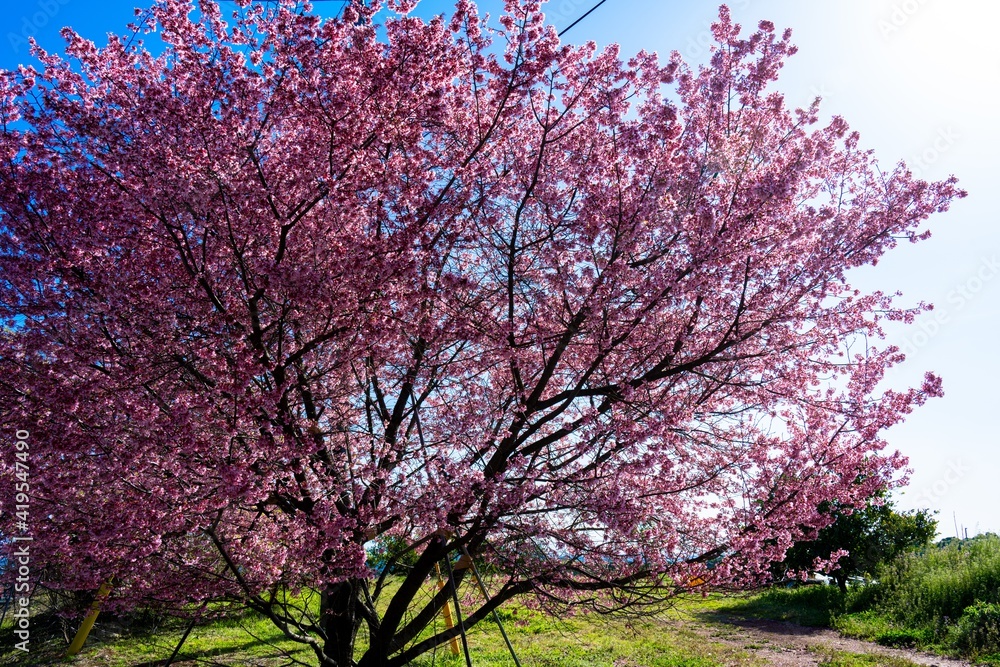 Obraz premium 豊前のオカメサクラ