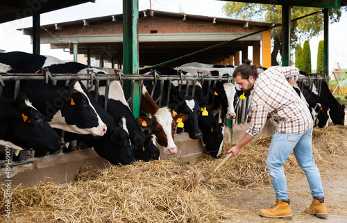 Confident young farmer feeding cows with hay in stall of dairy farm