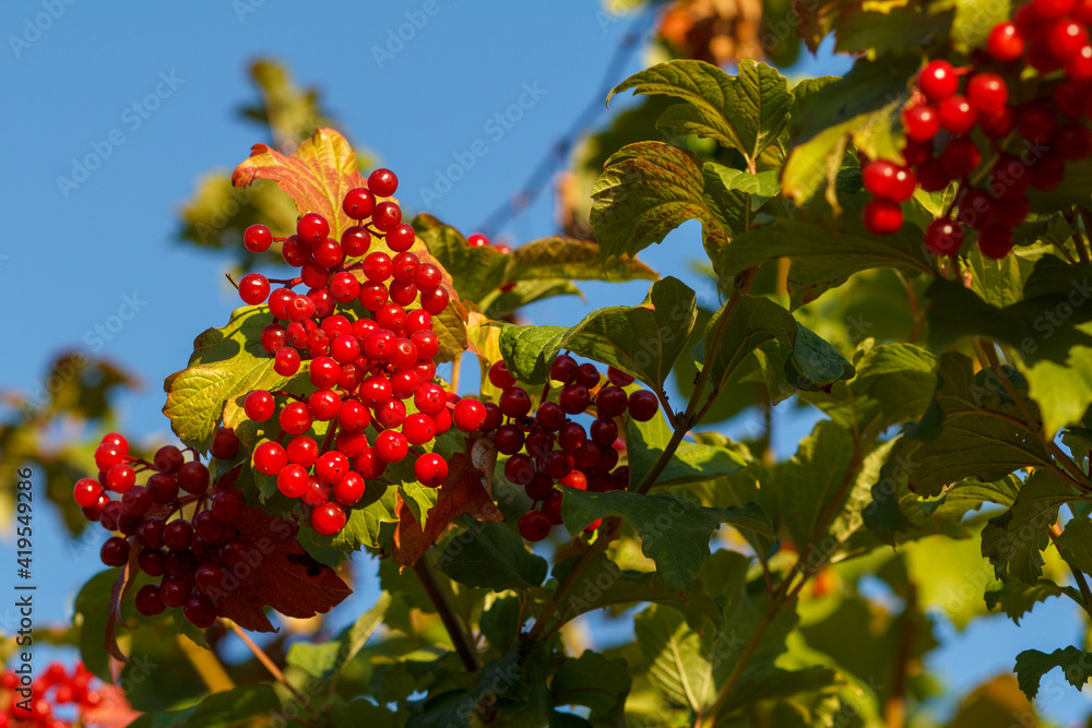 Viburnum branch with berries and autumn yellow leaves.