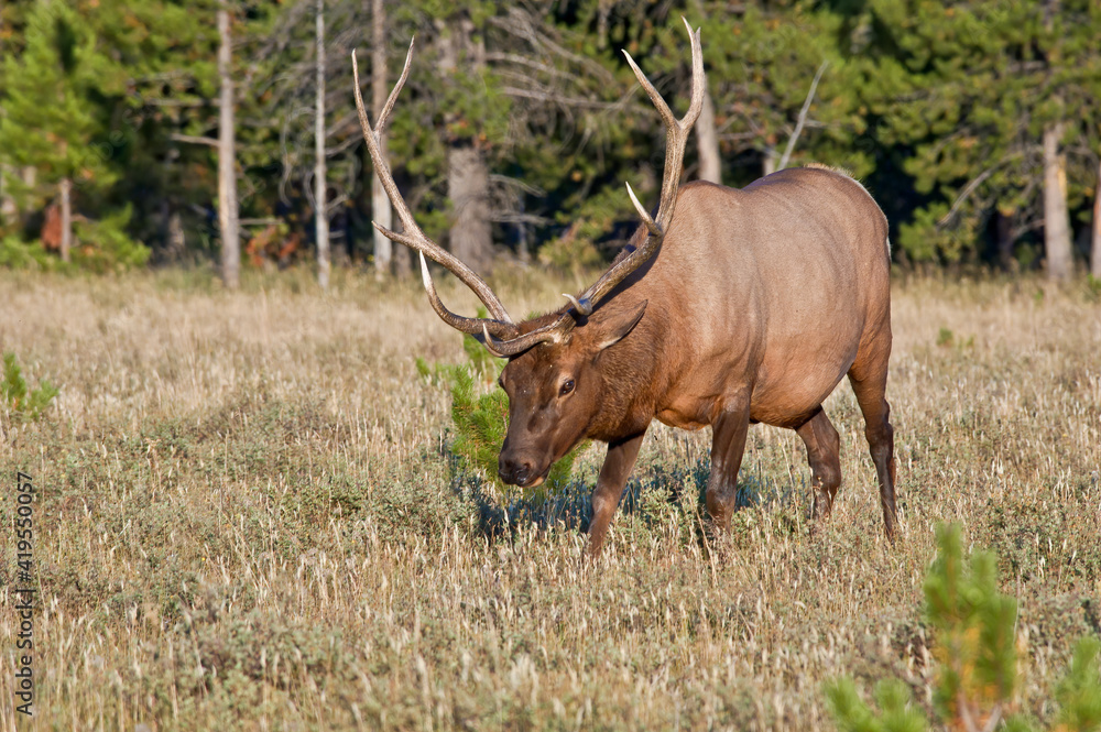 Elk (Cervus canadensis) male in Yellowstone National Park, USA Elk (Cervus canadensis) male in Yellowstone National Park, USA