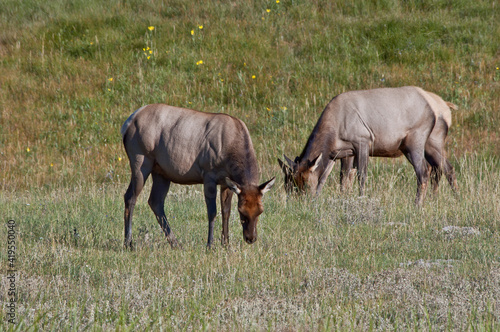 Elk  Cervus canadensis  female in Yellowstone National Park  USA