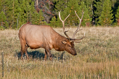 Elk (Cervus canadensis) male in Yellowstone National Park, USA © Nick Taurus