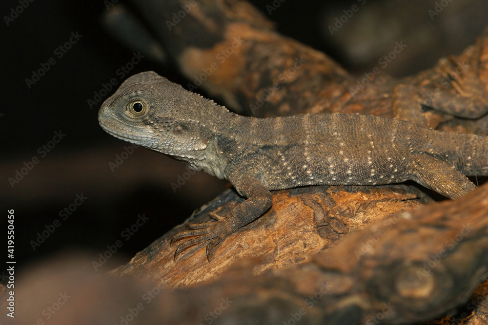 Fototapeta premium Closeup of an Australian water dragon, Intellagama lesueurii