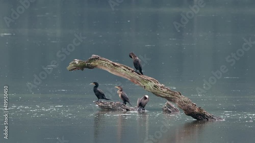 Some Comorants sitting on a dead branch in the middle of a lake. photo