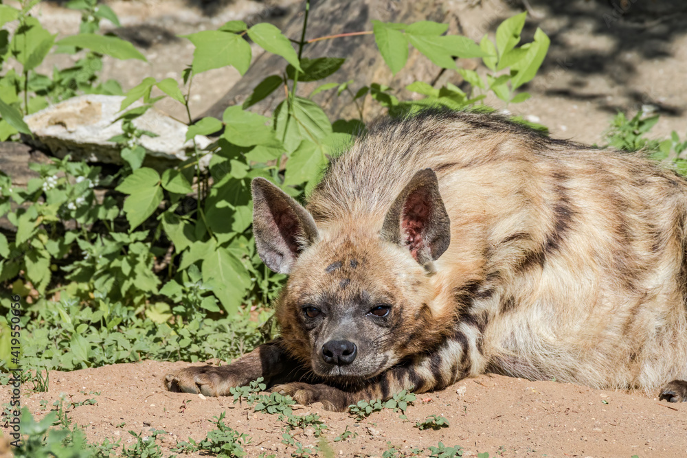 Striped Hyena (Hyaena hyaena)