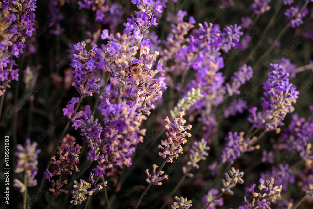 Lavender bush in the field, growing fragrant plants in the field, apiphyto and aromatherapy. Lavender bush in the field, growing fragrant plants in the field, apiphyto and aromatherapy.