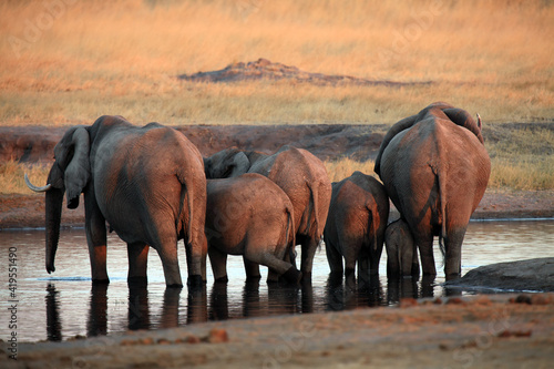 The African bush elephant (Loxodonta africana), a herd of elephants standing at a watering hole. Elephant butts in the setting sun. An atypical picture of an elephant herd at a watering hole.