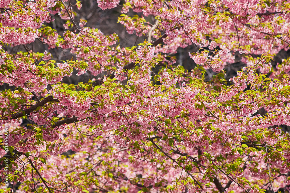 春の満開の桜の花の風景