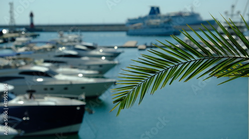 Palm branch lit by the sun. Sun glare. Seaport. Background for design. Tourist trip. Holidays at sea. Yachts in the port. Sochi