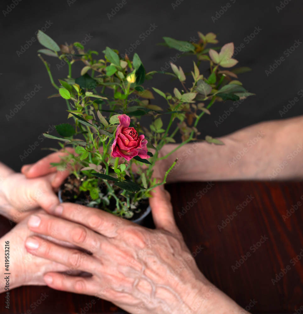 Indoor plant in a pot of rose. The concept of preserving the family, to protect and grow relationships as a fragile flower