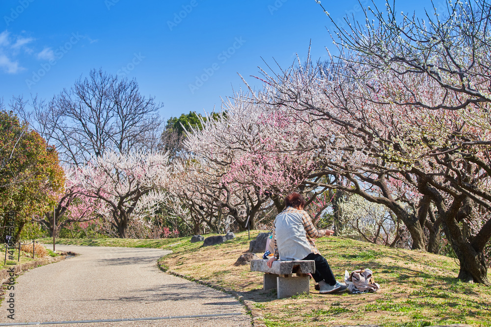春の梅の花満開の公園で花見しているシニア女性たちの姿 春の梅の花満開の公園で花見しているシニア女性たちの姿