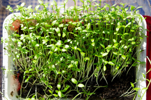plant sprouts in a pot