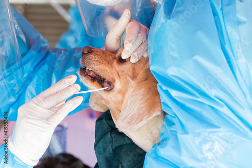 Medical worker taking a swab for corona virus (covid-19) sample from potentially infected dog with the isolation gown or protective suits and surgical face shield.
