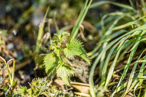 Young Nettle Plant sunlit by the spring sun 