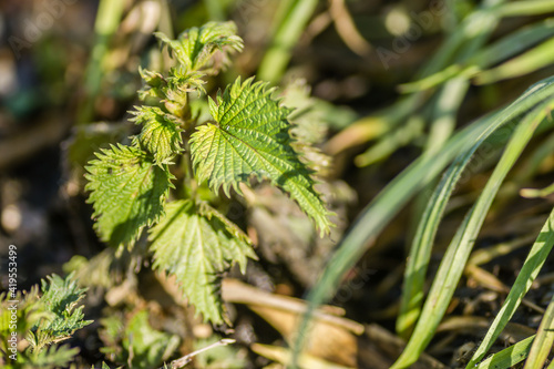 Young Nettle Plant sunlit by the spring sun 