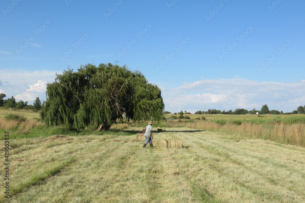 A farm worker rolling a round bale of hay on a grass field with green pasture landscapes in the background