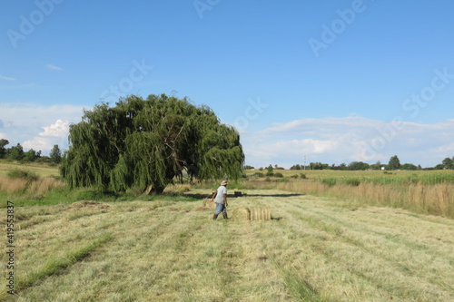 A farm worker rolling a round bale of hay on a grass field with green pasture landscapes in the background © Desire