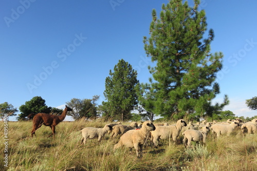 A scenic photo of a herd of sheep and one Llama walking in a long grass field bush past large Pine Trees under a blue sky