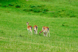 four deer grazing on a field rear view                 