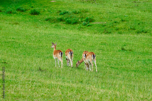 four deer grazing on a field rear view 
