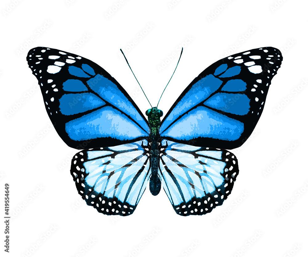 Obraz premium Color monarch butterfly , isolated on the white background