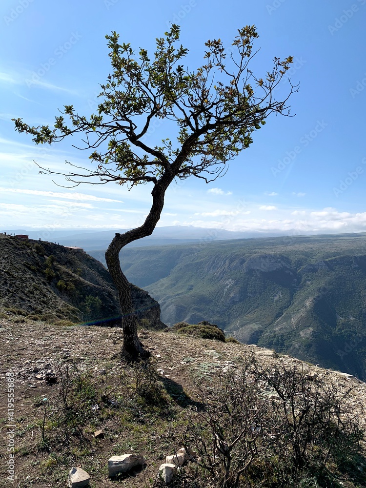 tree in the mountains tree in the mountains