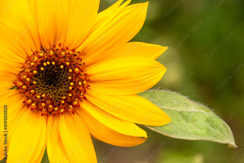 Beautiful flower - sunflower, on a blurred color background Beautiful flower - sunflower, on a blurred color background