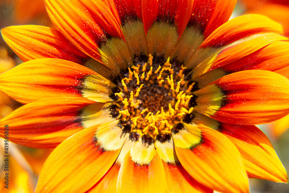 Beautiful flower - sunflower, on a blurred color background Beautiful flower - sunflower, on a blurred color background