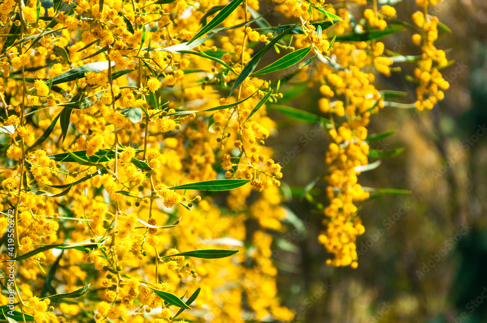 A fragment of a mimosa bush with bright yellow flowers and juicy green leaves, some of the branches are out of focus and on a blurred background
