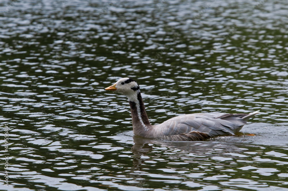 Obraz premium Feral Bar-headed Goose (Anser indicus) in park, Keil, Schleswig-Holstein, Germany