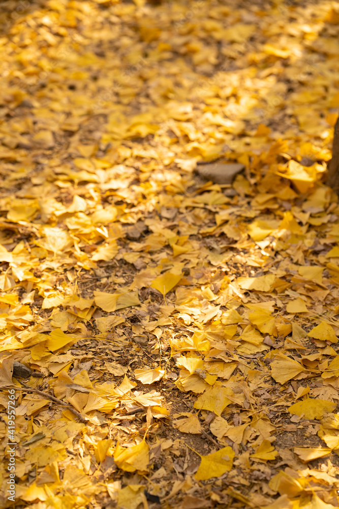 Yellow ginkgo biloba leaves falling on the ground