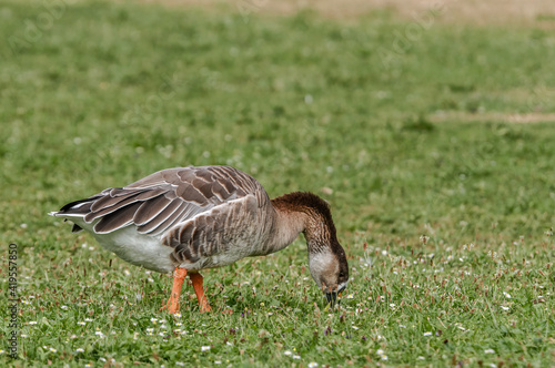 Domestic Goose (Anser anser x Anser cygnoides) in park, Keil, Schleswig-Holstein, Germany