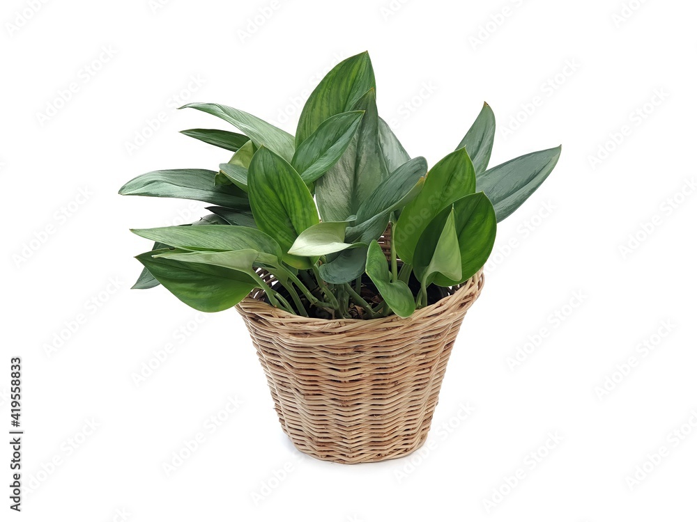 plant in a wicker basket.Houseplant in a basket made of rattan isolated