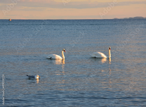 Schwanenpaar, schwimmen im Sonnenuntergang auf dem Meer - Ostsee