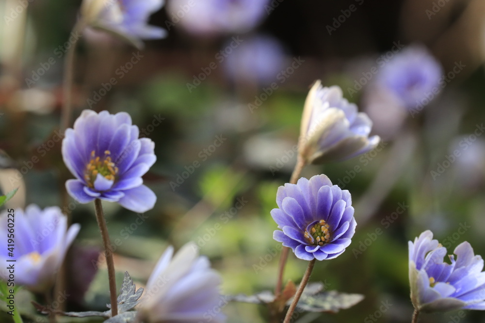 Fototapeta premium 早春のユキワリイチゲ（雪割一華）