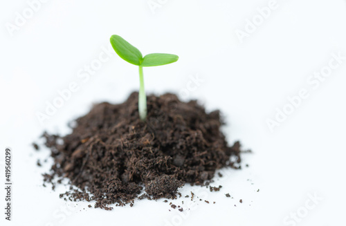 One small green seedling sprouting out of the soil on a light background 