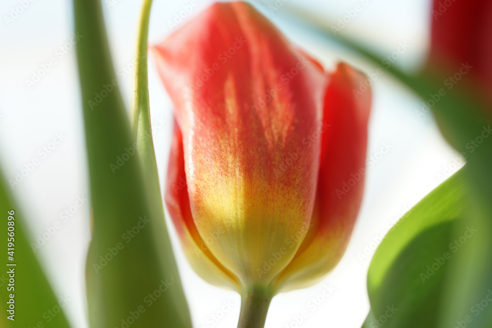 Bouquet with red and yellow tulips close up