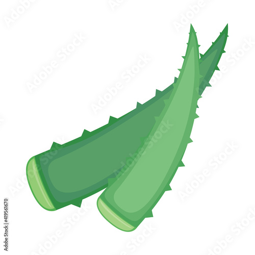 Aloe vera. Two green leaves of a medicinal plant used in cosmetology and medicine. Vector illustration isolated on a white background for design and web.