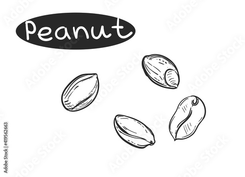 Hand drawn sketch black and white of nuts, peanut, grain. Vector illustration. Elements in graphic style label, card, sticker, menu, package. Engraved style illustration.