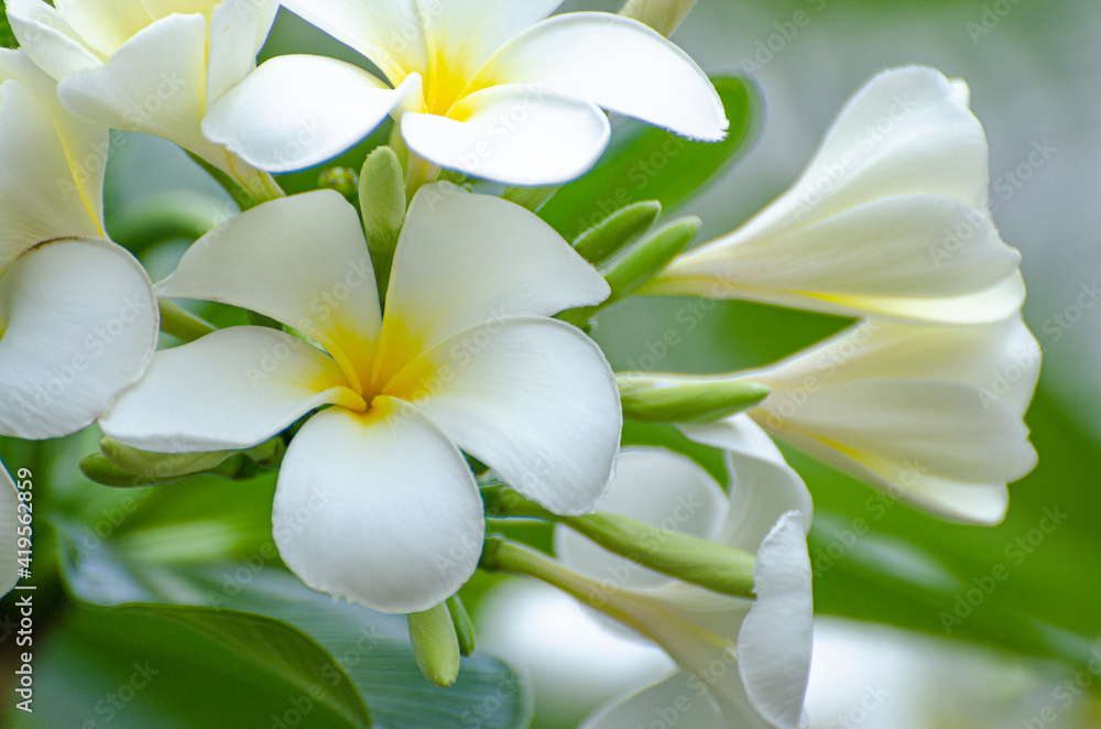 Fototapeta premium White plumeria in the backyard.
