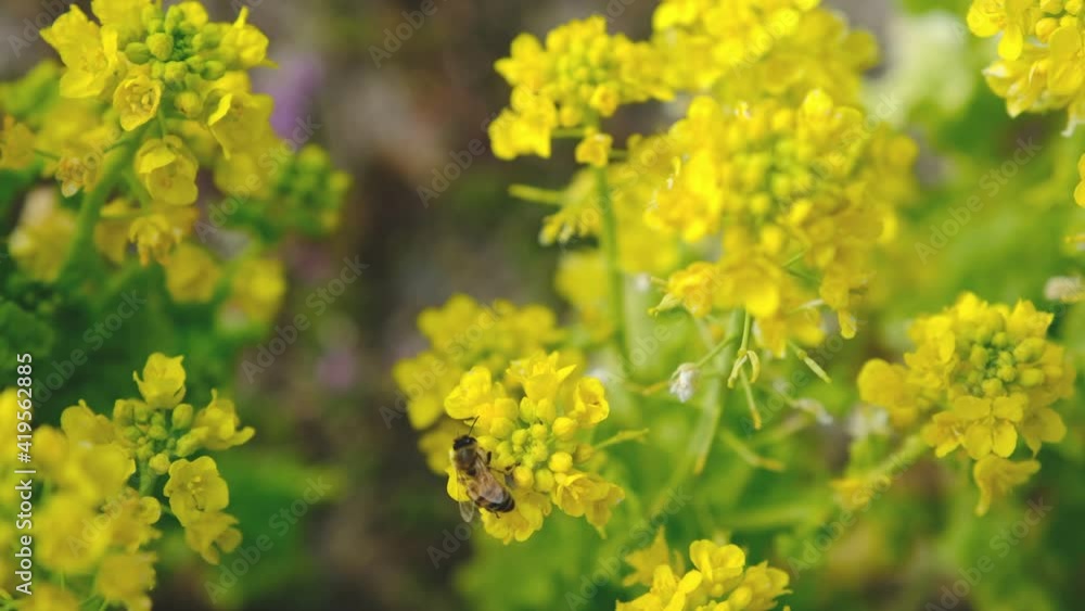 春を告げる菜の花と蜜を集めるミツバチ