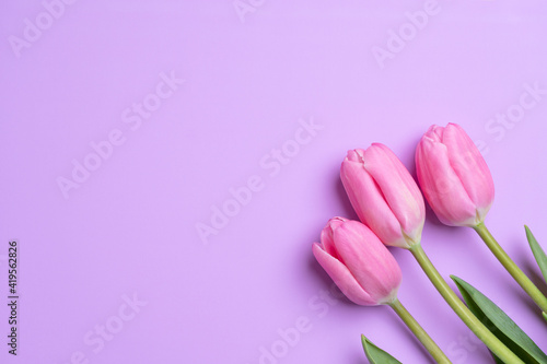 Fototapeta Naklejka Na Ścianę i Meble -  Three beautiful pink tulips on a pink background, cope space
