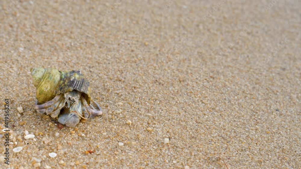 Hermit crab in screw shell on sand beach. Feeler walk on sand beach. Animals in wild. Summer in tropic. Shell mobile safety home. Cancer hermit crawls. Protective mobility in marine environments Hermit crab in screw shell on sand beach. Feeler walk on sand beach. Animals in wild. Summer in tropic. Shell mobile safety home. Cancer hermit crawls. Protective mobility in marine environments