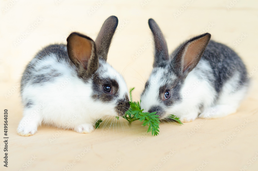two little baby rabbit, bunny eating lettuce leaves and carrot. food for rodent, pet. happy easter concept. copy space, place for text two little baby rabbit, bunny eating lettuce leaves and carrot. food for rodent, pet. happy easter concept. copy space, place for text