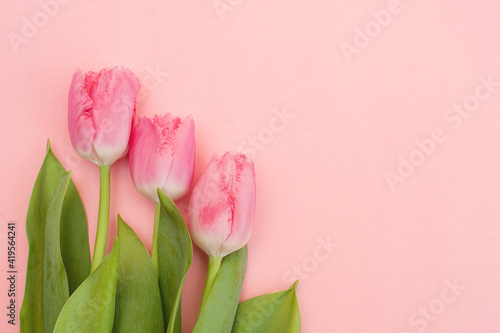 Fototapeta Naklejka Na Ścianę i Meble -  Three pink tulips on a pink background.